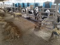 公牛, Swiss cattle — 照片 6