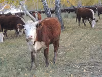Cow, Cattle — photo 7