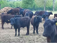 Bulle, Aberdeen-Angus — Foto 7