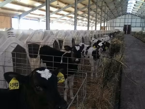 公牛, Holstein breed