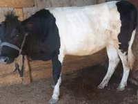 母牛, Cattle — 照片 2