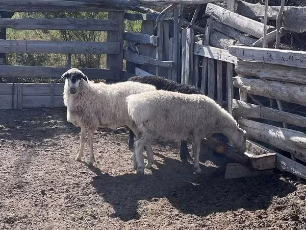 公羊, Sheep — 哈萨克斯坦