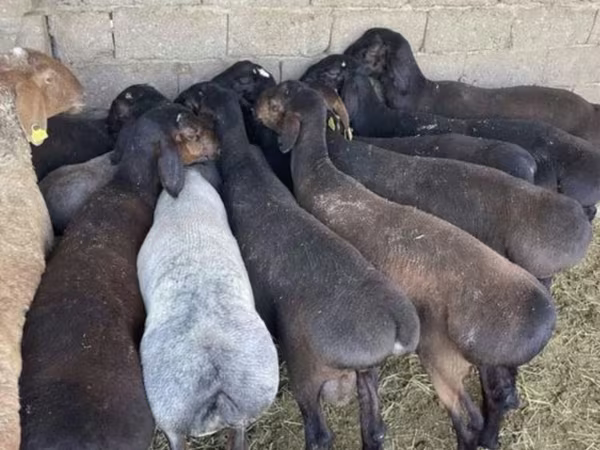 公羊, Sheep