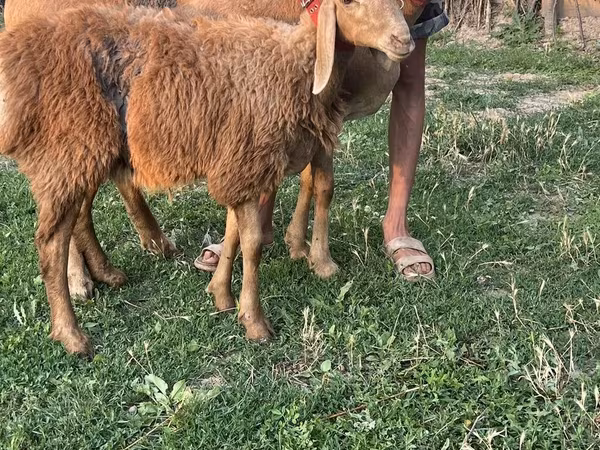 Sheep