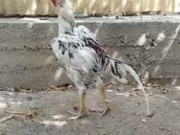 Chickens — Foto 2
