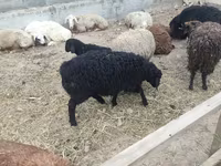 نعجة, الأغنام — الصورة 2