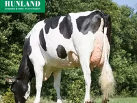 母牛, Holstein breed — 照片 2