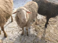 母羊, Romanov sheep — 照片 4