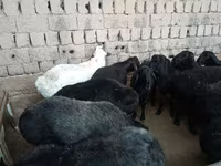 公羊, Rhon sheep — 照片 2