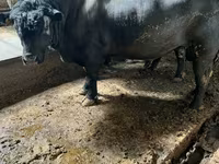 Toro, Ganado vacuno — foto 5