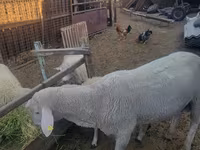 كبش, Merino sheep — الصورة 2