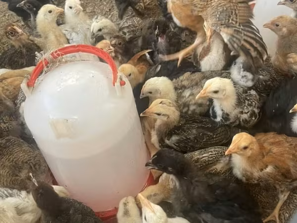 Chickens — Kyrgyzstan