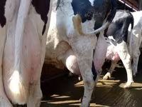 母牛, Swiss cattle — 照片 1