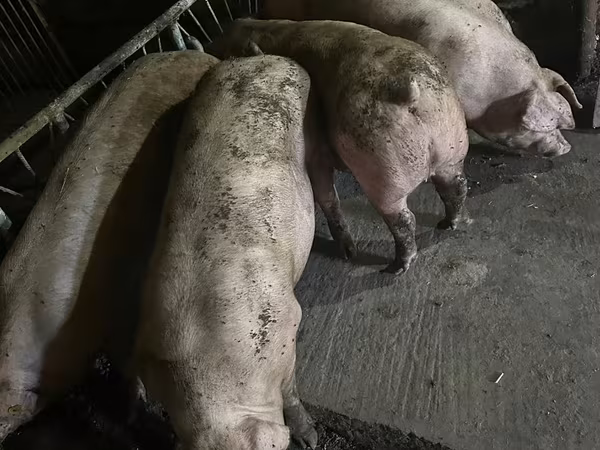 公猪, Pigs