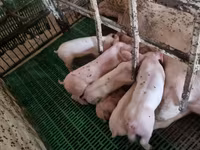 Eber, Schweine — Foto 5