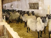 母羊, Romanov sheep — 照片 3