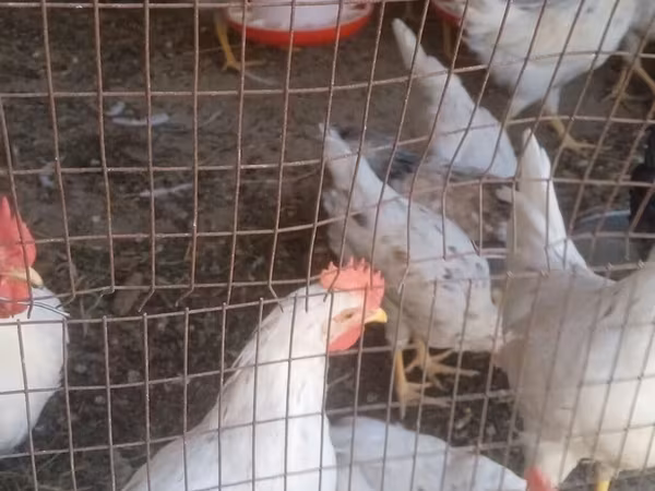 Leghorn