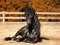 公马, Friesian — 照片 3