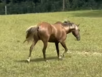Caballo, Rocky Mountain Horse — foto 4