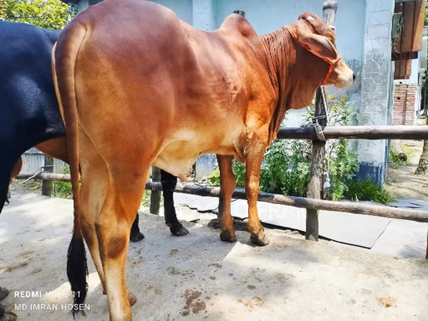 Bull, Cattle