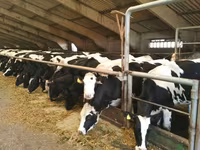 गाय, Russian Black pied cattle — फ़ोटो 2