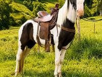 Caballo, Appaloosa — foto 4