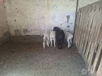 Sheep, Sheep — photo 2