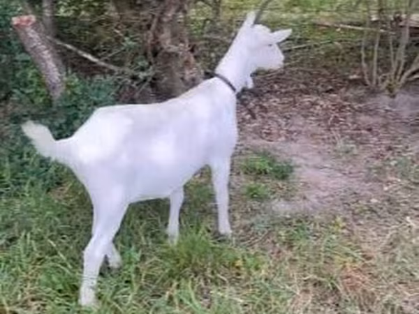 母山羊, Goats