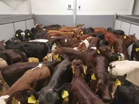 Bull, Cattle — photo 4