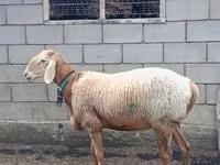 公羊, Arashan sheep — 照片 2