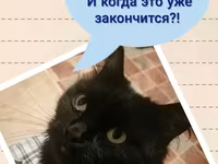 Необходимо мясо, живой скот. — Foto 5