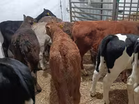 Bull, Cattle — photo 4