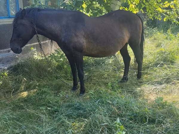 母马, Horses