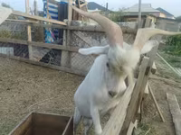 Billy Goat, Saanen goat — photo 1