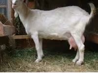 公山羊, Saanen goat — 照片 4