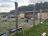 Widder, Edilbay sheep — Foto 3