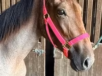 母马, Rocky Mountain Horse — 照片 4