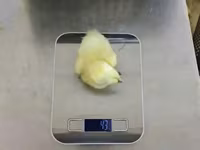 科布500 — 照片 2