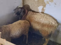 公羊, Sheep — 照片 4