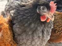 Chickens — الصورة 3