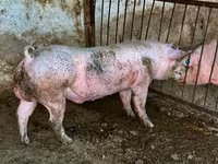 Eber, Schweine — Foto 3
