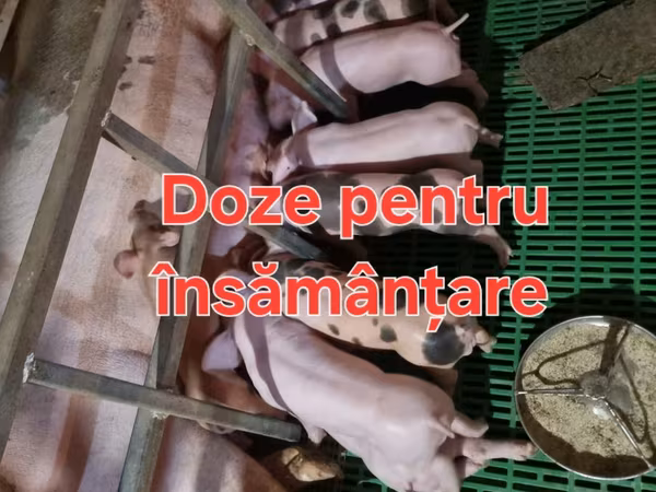 Eber, Schweine
