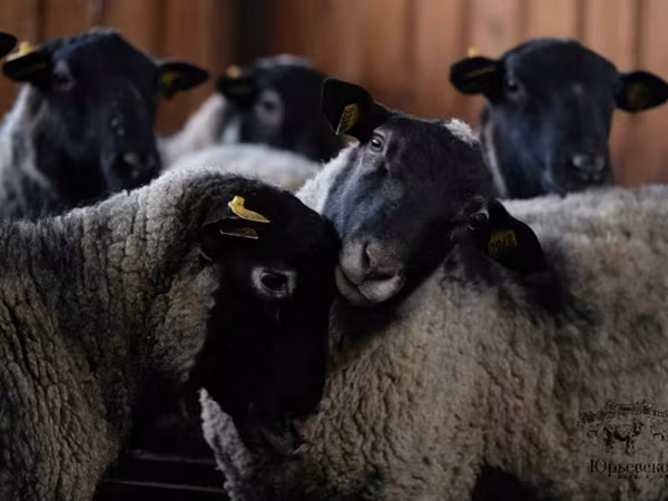 公羊, Romanov sheep