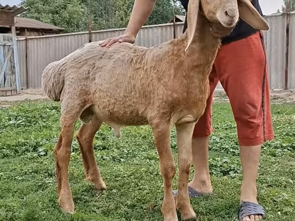 Arashan sheep