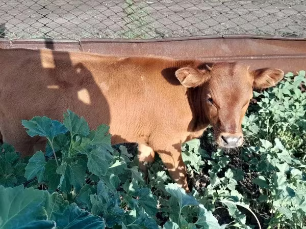 公牛, Cattle — 哈萨克斯坦