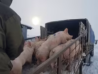 母猪, Pigs — 照片 8