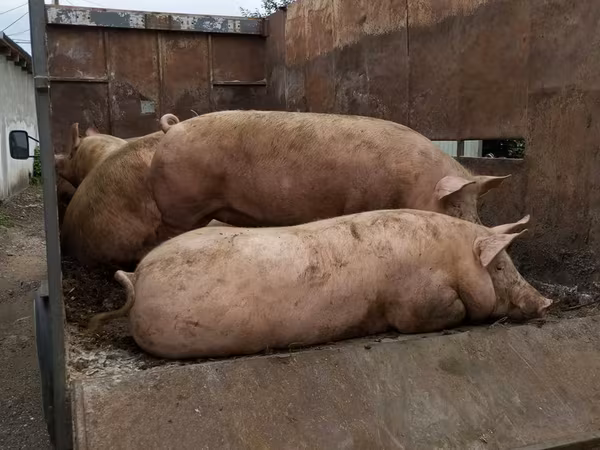 公猪, Pigs