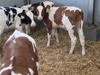 母牛, Cattle — 照片 1