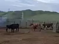Vaca, Ganado vacuno — foto 2