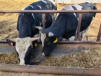 Bulle, Holstein-Rasse — Foto 1